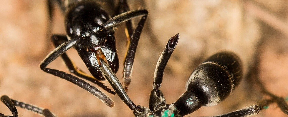 A close up of a black ant

AI-generated content may be incorrect.