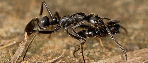 A close up of a black ant

AI-generated content may be incorrect.