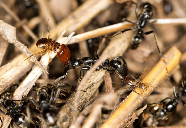 A group of ants on sticks AI-generated content may be incorrect.