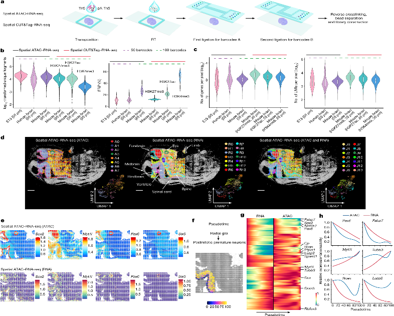 Spatial epigenome–transcriptome co-profiling of mammalian tissues | Nature