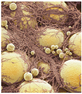 A close-up of a cell AI-generated content may be incorrect.