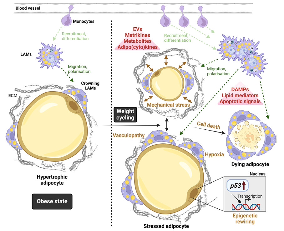 A diagram of a cell cycle
AI-generated content may be incorrect.