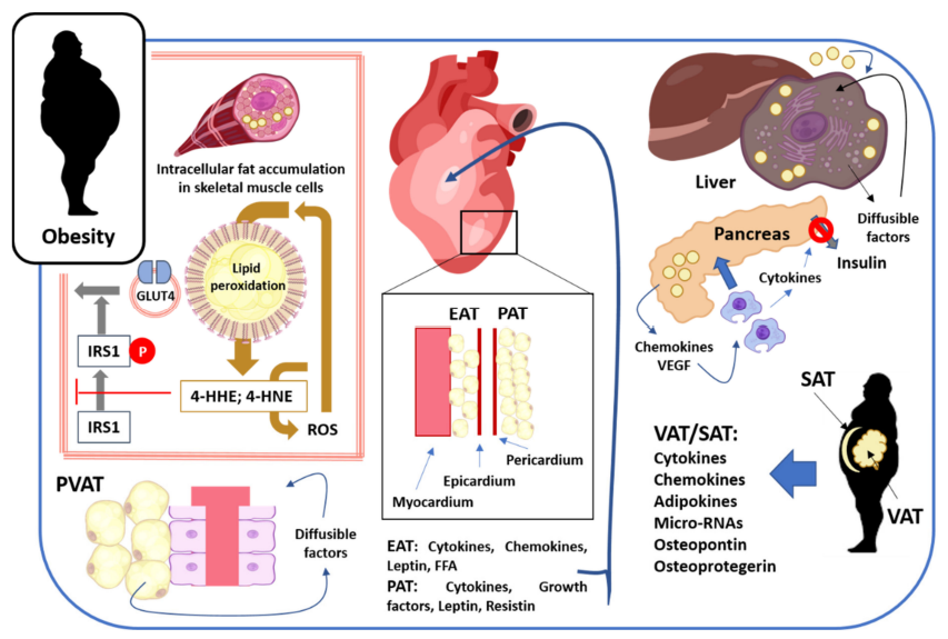 A diagram of a human body
AI-generated content may be incorrect.