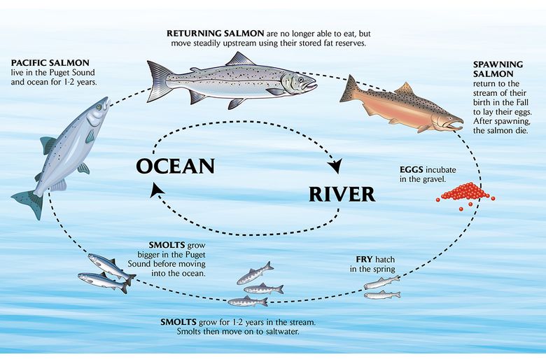 Pacific salmon depend on a healthy, connected stream system | The Seattle Times