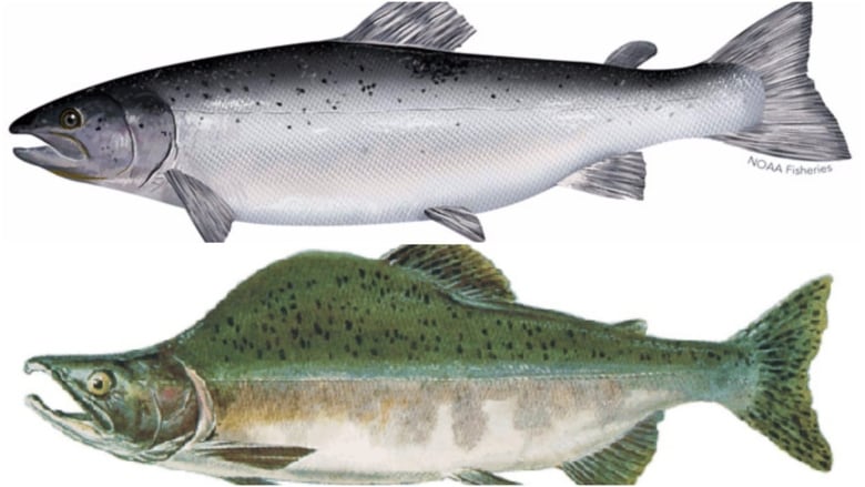 Pink salmon caught in N.L. likely from Russian stocking program | CBC News