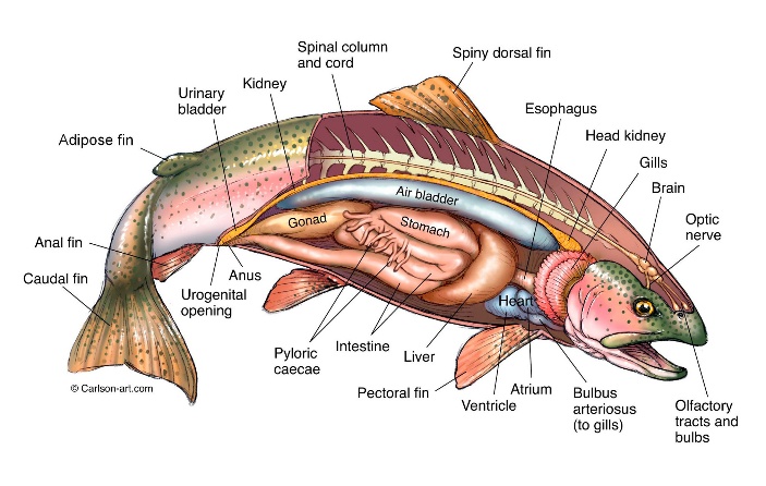 Salmon Anatomy Diagram Uri Hamman Scientific Illustration