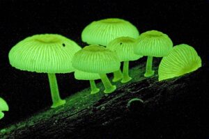 10 Amazing Bioluminescent Organisms