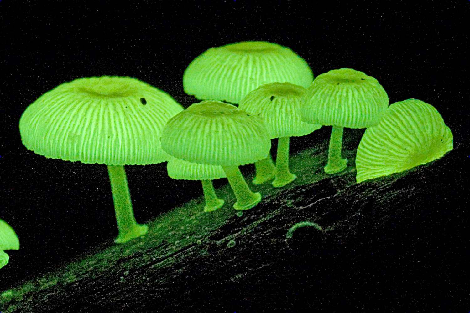 10 Amazing Bioluminescent Organisms