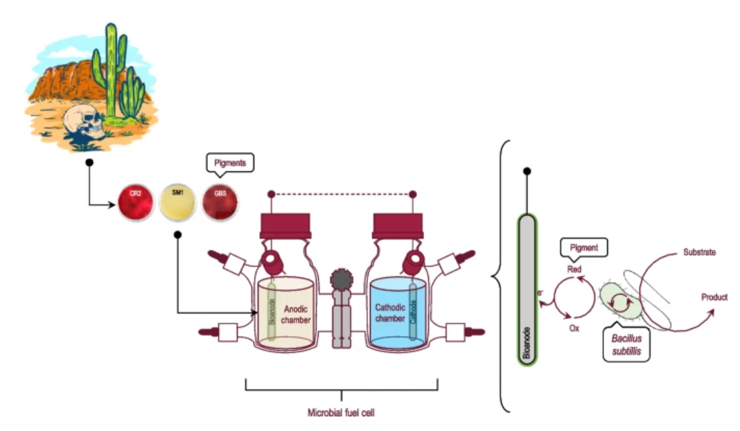 The diagram illustrates a microbial fuel cell process involving various pigments, chemicals, and chambers, including a cathodic and anodic chamber, with a focus on the roles of Bacillus subtills and microbial components.
AI-generated content may be incorrect.