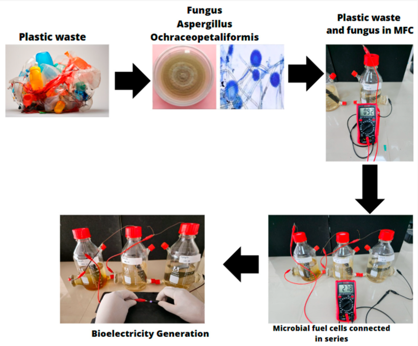 The image illustrates a microbial fuel cell setup where Aspergillus fungus is used to degrade plastic waste, generating bioelectricity through a series of connected microbial fuel cells.
AI-generated content may be incorrect.